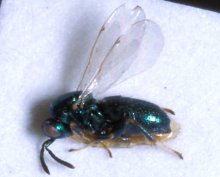 Ormyrus_langlandi