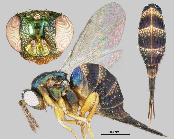 Ormyrus_nkoloensis