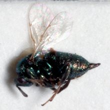 Ormyrus_orientalis