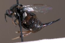 Ormyrus_striatus