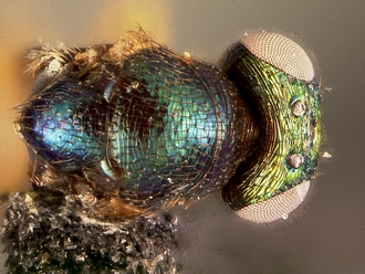 Ormyrus_thorax_F
