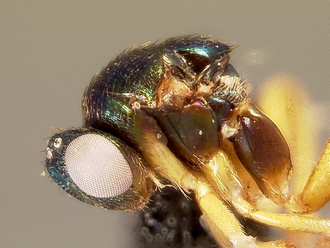 Ormyrus_thorax_L_F