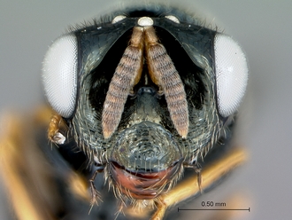 Monacon_species_head_frontal