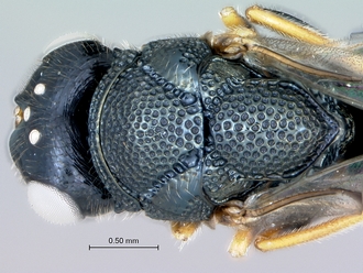 Monacon_species_head_mesosoma_dorsal