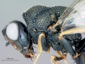 Monacon_species_head_mesosoma_lateral