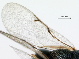 Monacon_species_wing