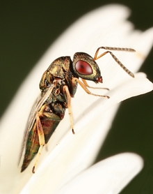 Pteromalidae_Vida_van_der_Walt