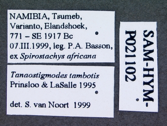 Tanaostigmodes_tambotis_data_labels