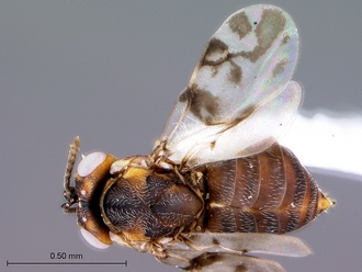 Tanaostigmodes_tambotis_habitus_dorsal