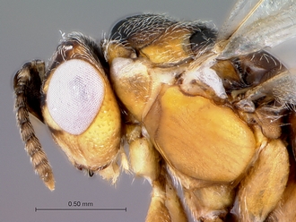 Tanaostigmodes_tambotis_head_mesosoma_lateral