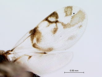 Tanaostigmodes_tambotis_wings