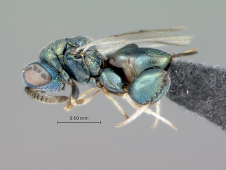 Podagrionella_species