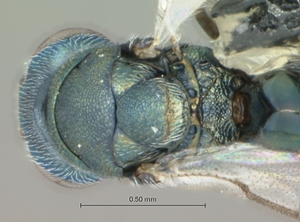 Podagrionella_species