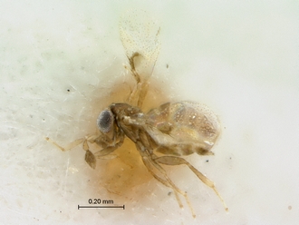 Kyuwia_doutti_SAM-HYM-P024843_habitus_lateral