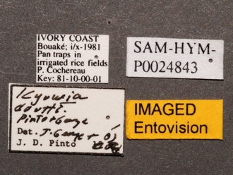 Kyuwia_doutti_SAM-HYM-P024843_labels