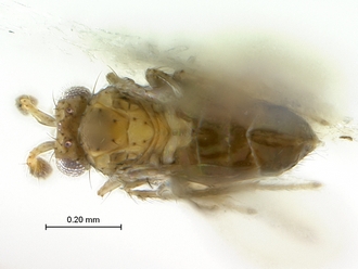 Kyuwia_zuria_SAM-HYM-P024844_habitus_dorsal