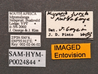 Kyuwia_zuria_SAM-HYM-P024844_labels