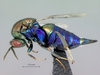 Chalcidoidea