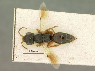 Trissomalus_peringueyi_kieffer_SAM-HYM-P003813_habitus_dorsal