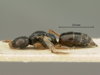 Trissomalus_peringueyi_kieffer_SAM-HYM-P003813_habitus_lateral