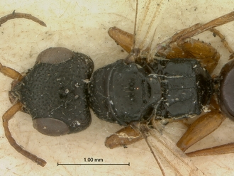 Trissomalus_peringueyi_kieffer_SAM-HYM-P003813_head_mesosoma_dorsal