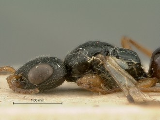 Trissomalus_peringueyi_kieffer_SAM-HYM-P003813_head_mesosoma_lateral