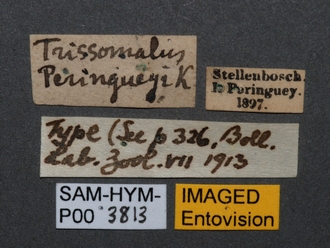 Trissomalus_peringueyi_kieffer_SAM-HYM-P003813_labels