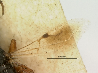 Trissomalus_peringueyi_kieffer_SAM-HYM-P003813_wing