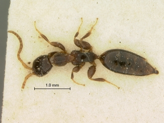 Parascleroderma_rhodesianum_SAM-HYM-P003861_habitus_dorsal