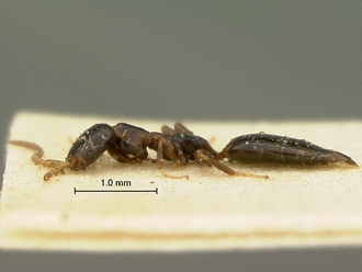Parascleroderma_rhodesianum_SAM-HYM-P003861_habitus_lateral