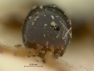 Parascleroderma_rhodesianum_SAM-HYM-P003861_head_frontal