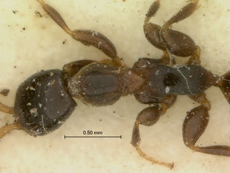 Parascleroderma_rhodesianum_SAM-HYM-P003861_head_mesosoma_dorsal
