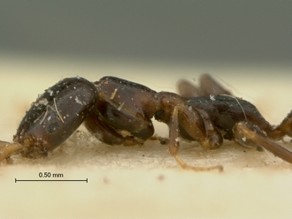 Parascleroderma_rhodesianum_SAM-HYM-P003861_head_mesosoma_lateral