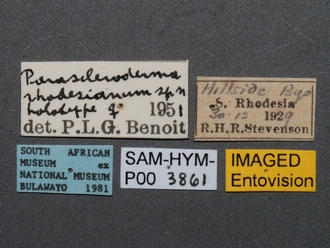 Parascleroderma_rhodesianum_SAM-HYM-P003861_labels
