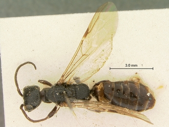 Pristocera_chirindaensis_SAM-HYM-P003864_habitus_dorsal
