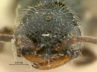 Pristocera_chirindaensis_SAM-HYM-P003864_head_frontal
