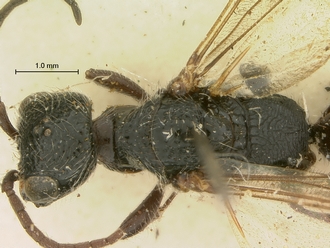 Pristocera_chirindaensis_SAM-HYM-P003864_head_mesosoma_dorsal