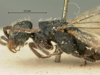 Pristocera_chirindaensis_SAM-HYM-P003864_head_mesosoma_lateral