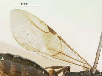Pristocera_chirindaensis_SAM-HYM-P003864_wing