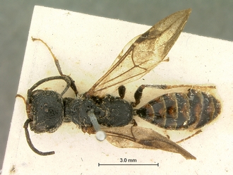 Pristocera_collare_SAM-HYM-P003863_habitus_dorsal
