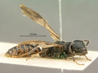 Pristocera_collare_SAM-HYM-P003863_habitus_lateral