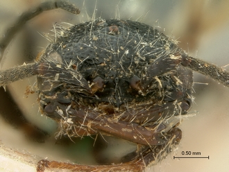 Pristocera_collare_SAM-HYM-P003863_head_frontal
