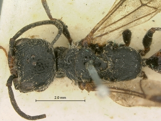 Pristocera_collare_SAM-HYM-P003863_head_mesosoma_dorsal