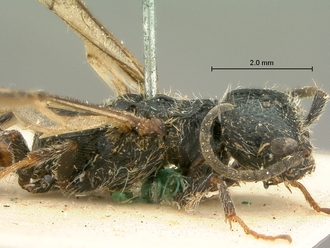 Pristocera_collare_SAM-HYM-P003863_head_mesosoma_lateral