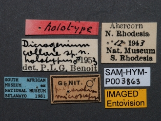 Pristocera_collare_SAM-HYM-P003863_labels