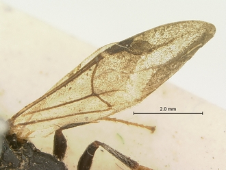Pristocera_collare_SAM-HYM-P003863_wing