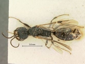 Pristocera_spinatum_SAM-HYM-P003866_habitus_dorsal