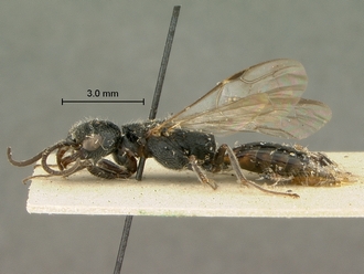 Pristocera_spinatum_SAM-HYM-P003866_habitus_lateral
