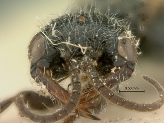 Pristocera_spinatum_SAM-HYM-P003866_head_frontal