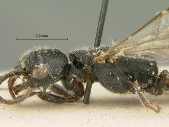 Pristocera_spinatum_SAM-HYM-P003866_head_mesosoma_lateral